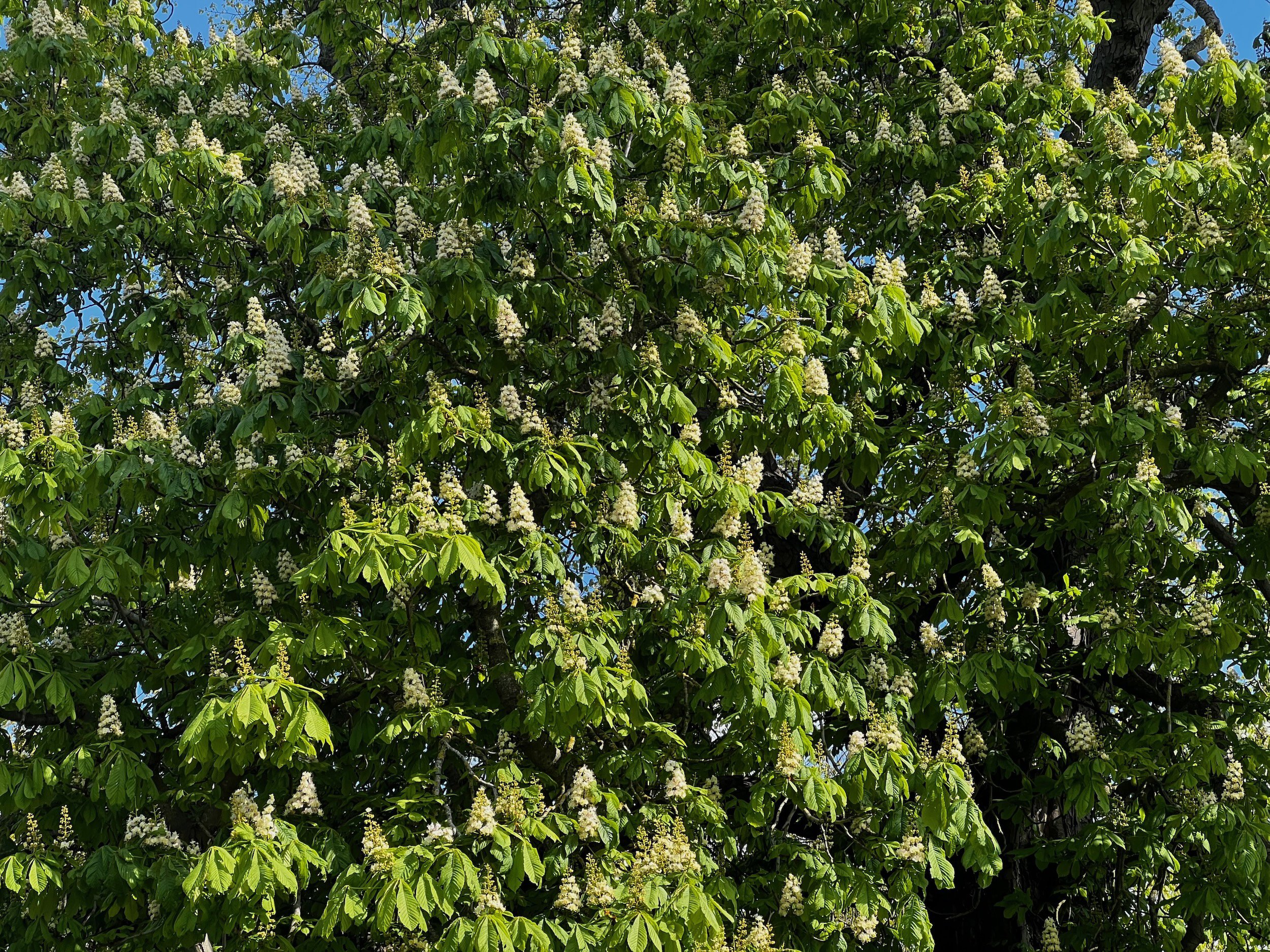 Horse chestnut candles at Elmore Estate