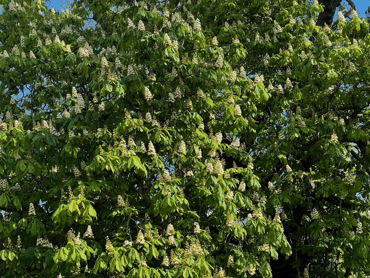Horse chestnut candles at Elmore Estate