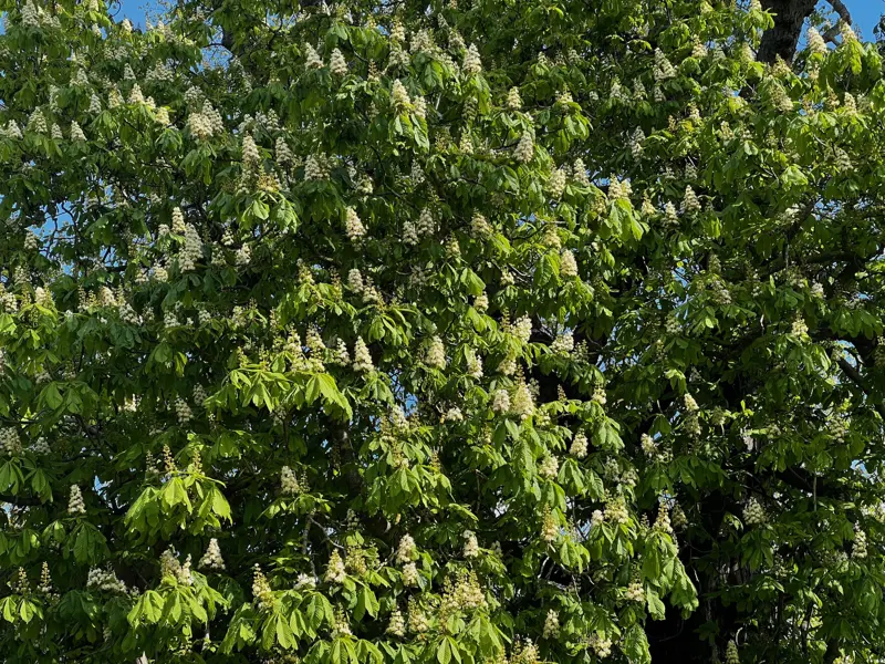 Horse chestnut candles at Elmore Estate