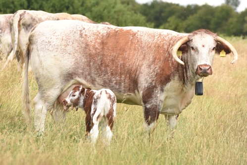 Longhorn mother and calf at elmore easte rewilding.JPG