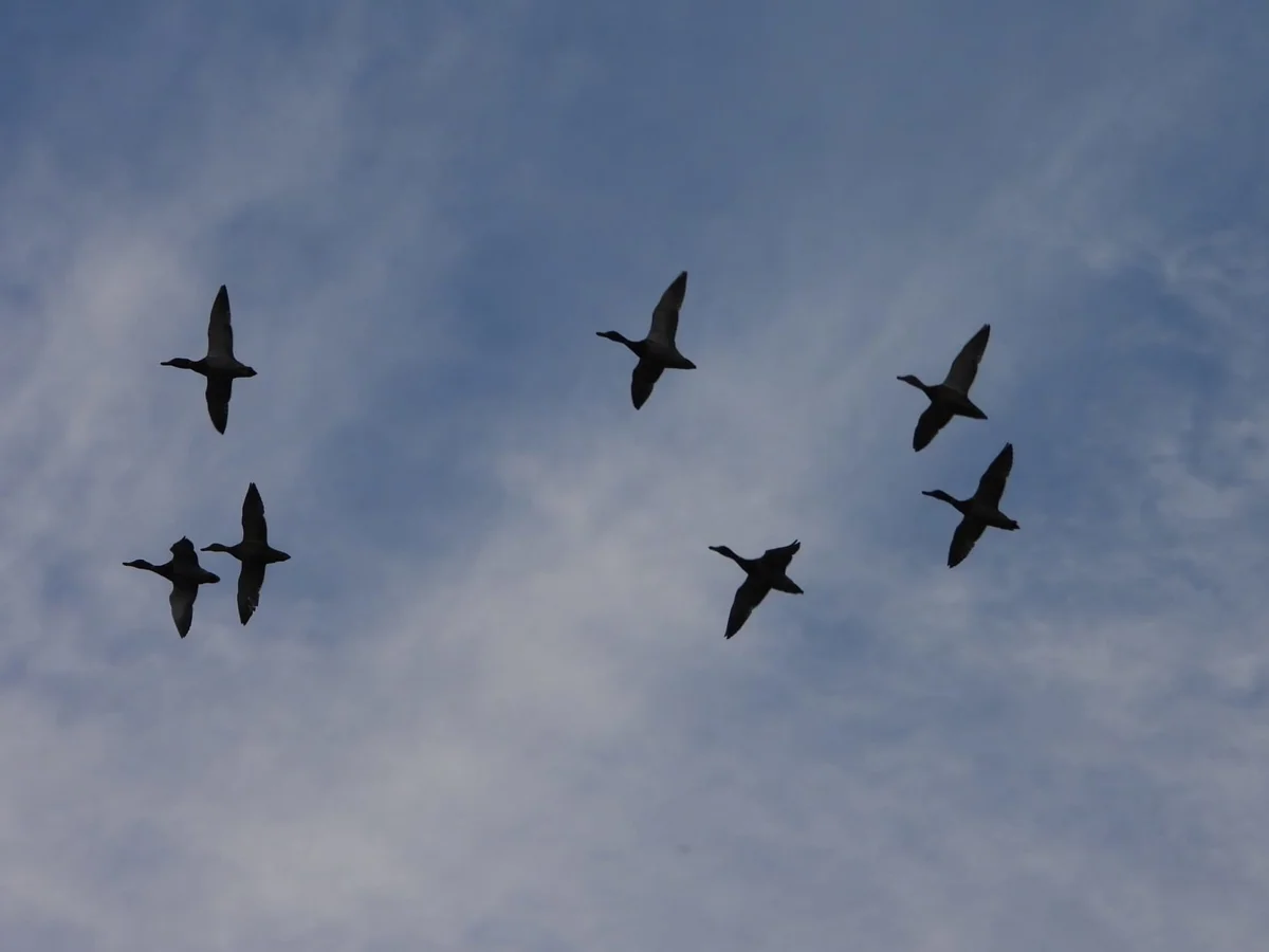 Mallards At Elmore Esate Rewilding Land.