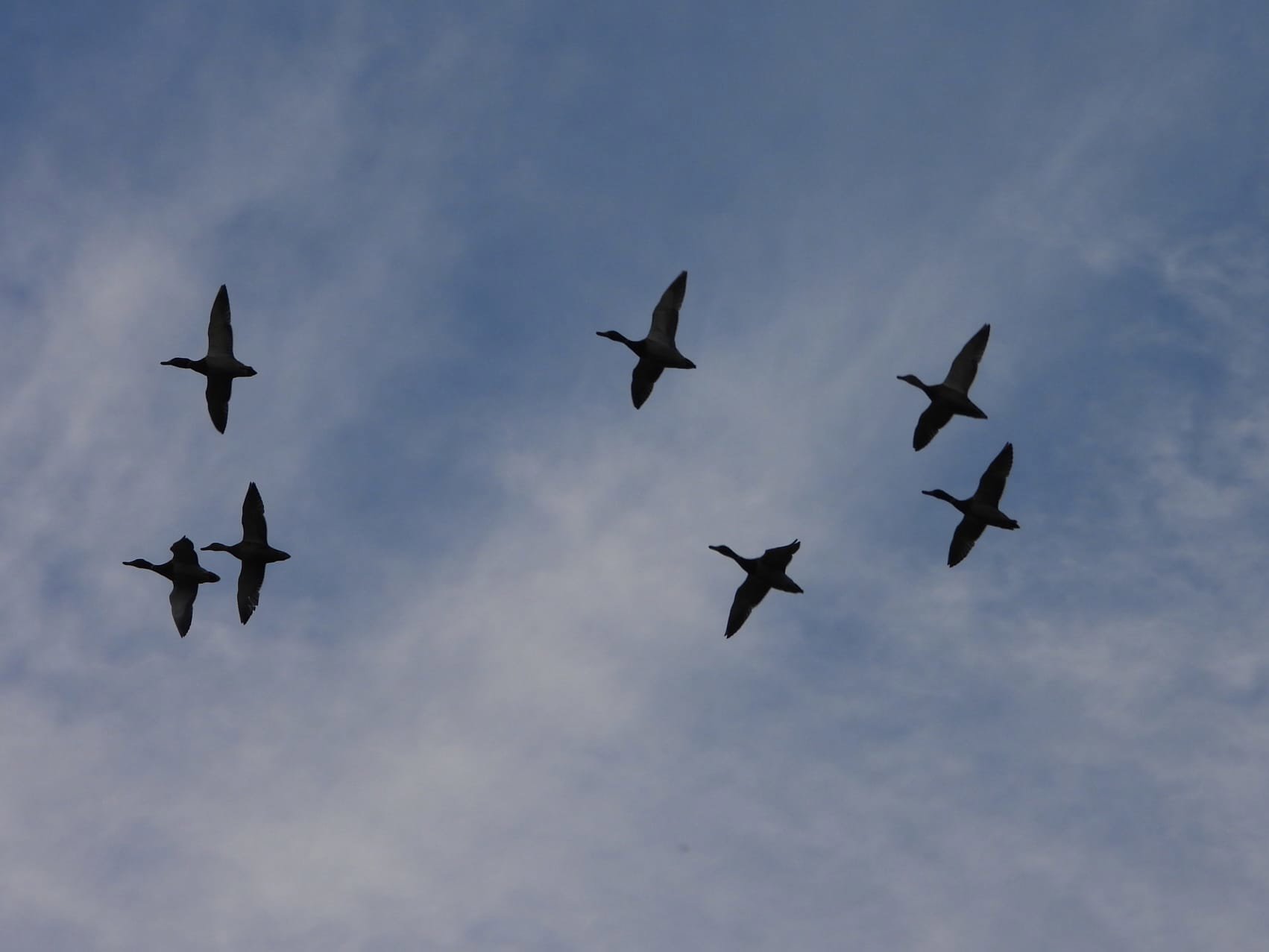 Mallards At Elmore Esate Rewilding Land.