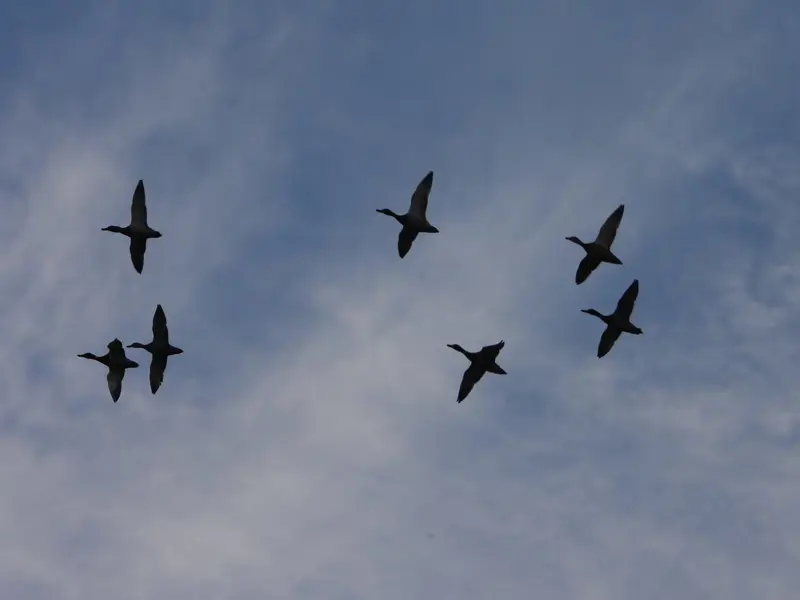 Mallards At Elmore Esate Rewilding Land.