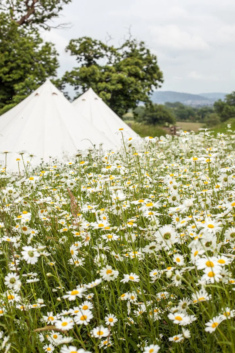 M.A.N.D.O.R.L.A Glamping Festival Wedding Tents