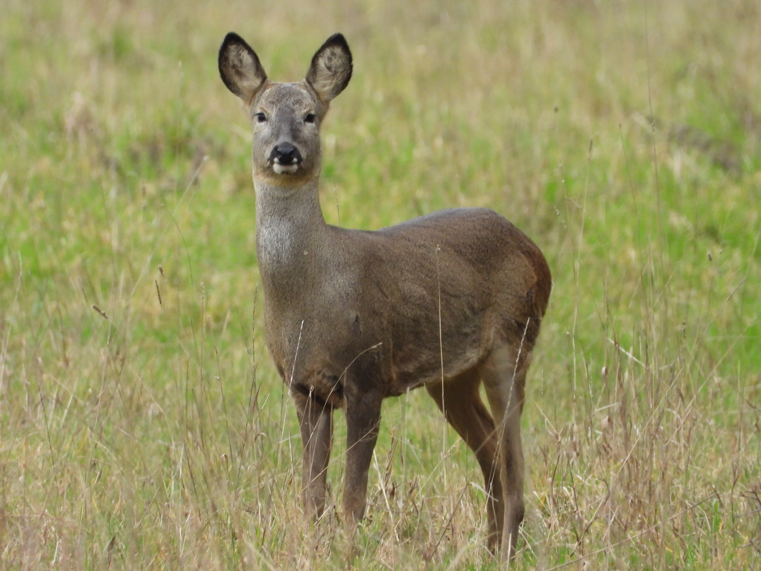Elmore Estate Wildlife57Steven Pullen