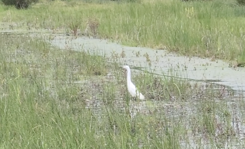 little egret at elmore estate rewilding land.png