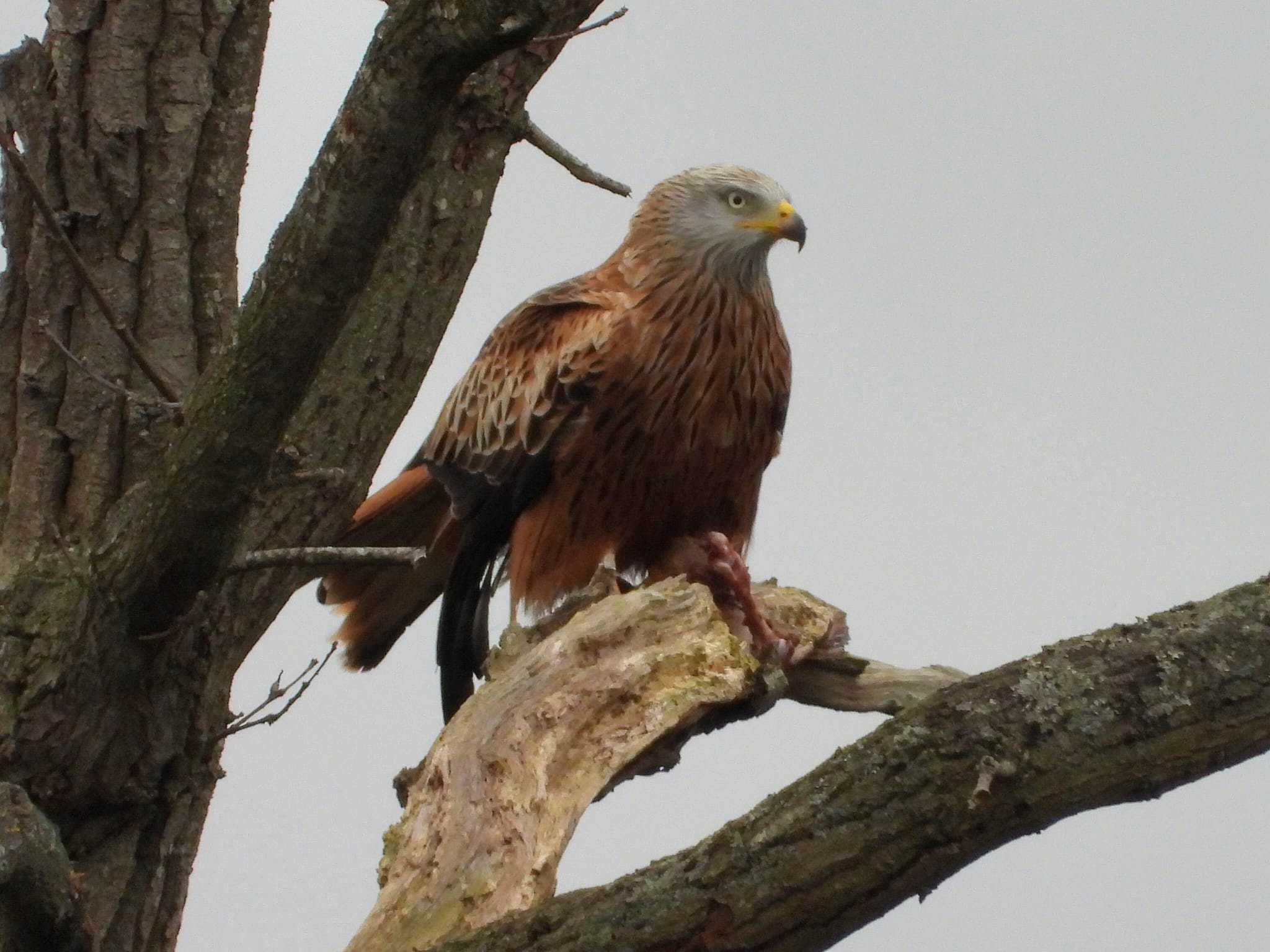 Red Kite At Elmore Estate Rewilding Land