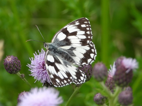 Marbled White butterfly on Elmore estate rewilding land.jpeg