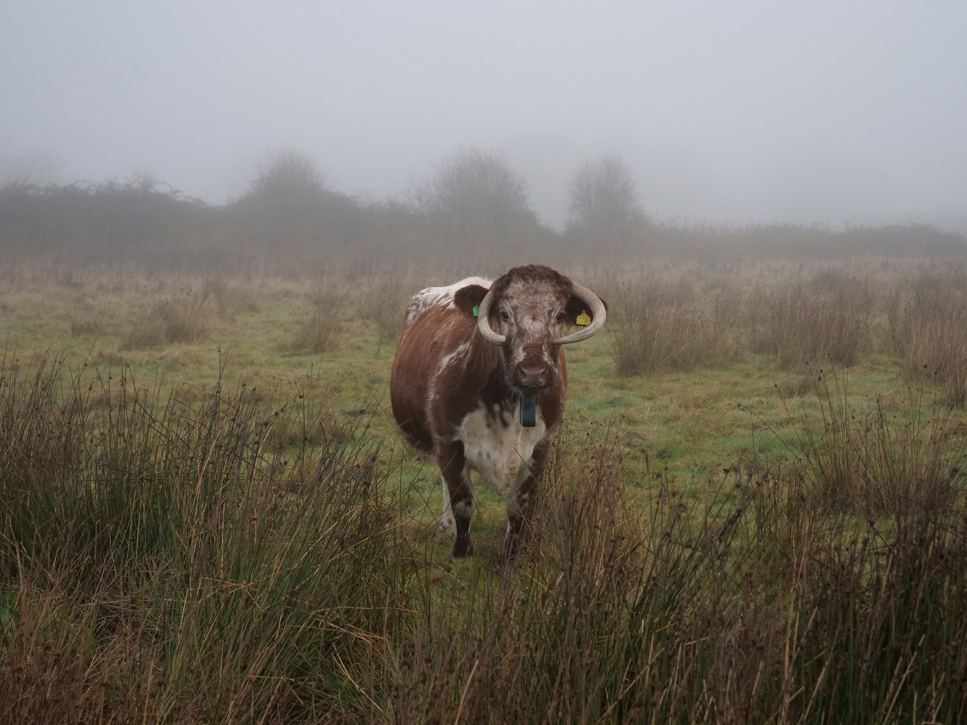 Longhorn cow in the mist on rewilding land at wedding venue estate elmore court