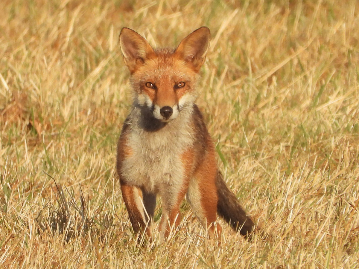 Elmore Estate Wildlife07Steven Pullen