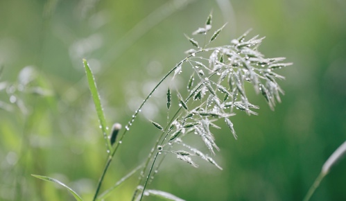 New grass growth at elmore estate.JPG