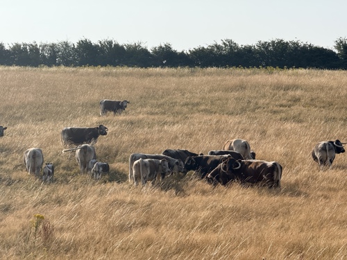 Calves intergrating into the herd at Elmore Estate Rewilding land.jpg