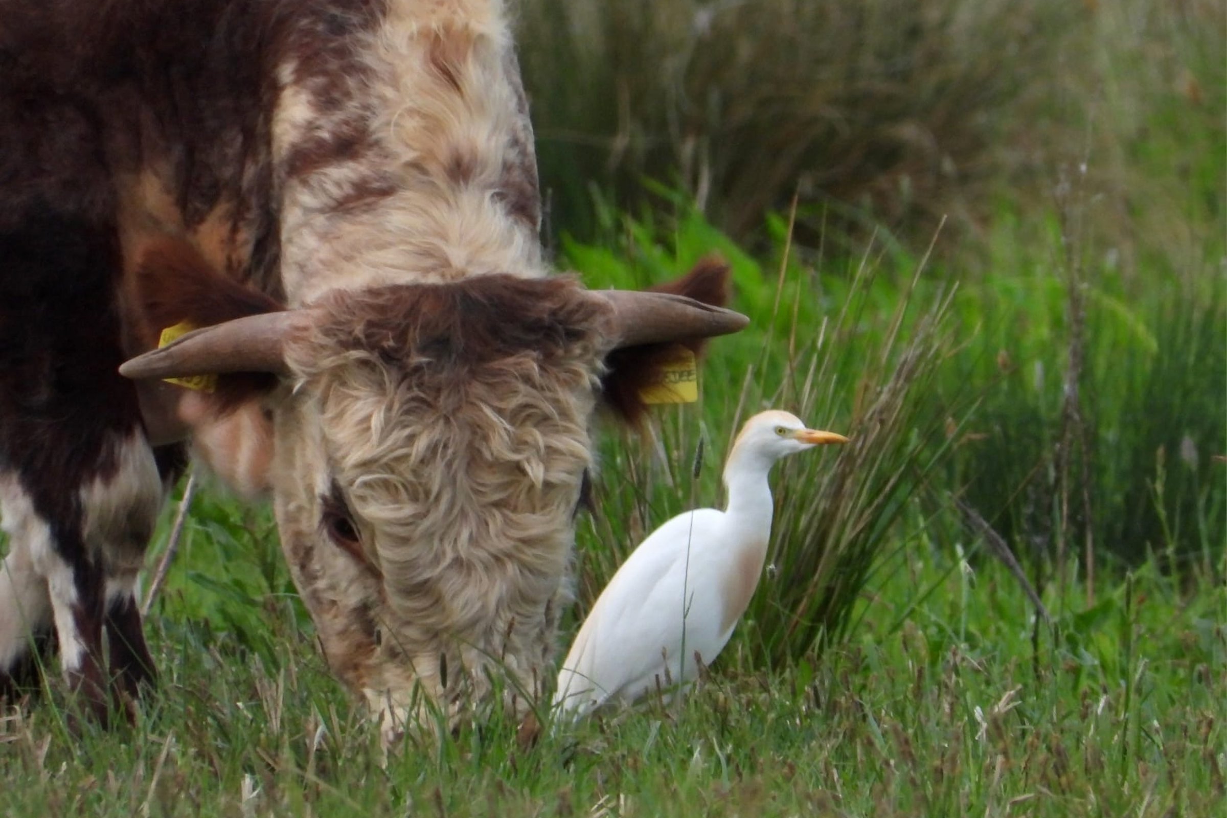 cattle egret at elmore este rewilding land.jpeg
