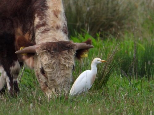 cattle egret at elmore este rewilding land.jpeg