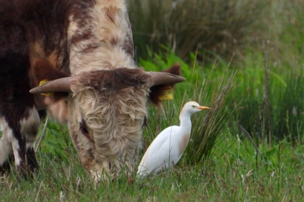 cattle egret at elmore este rewilding land.jpeg