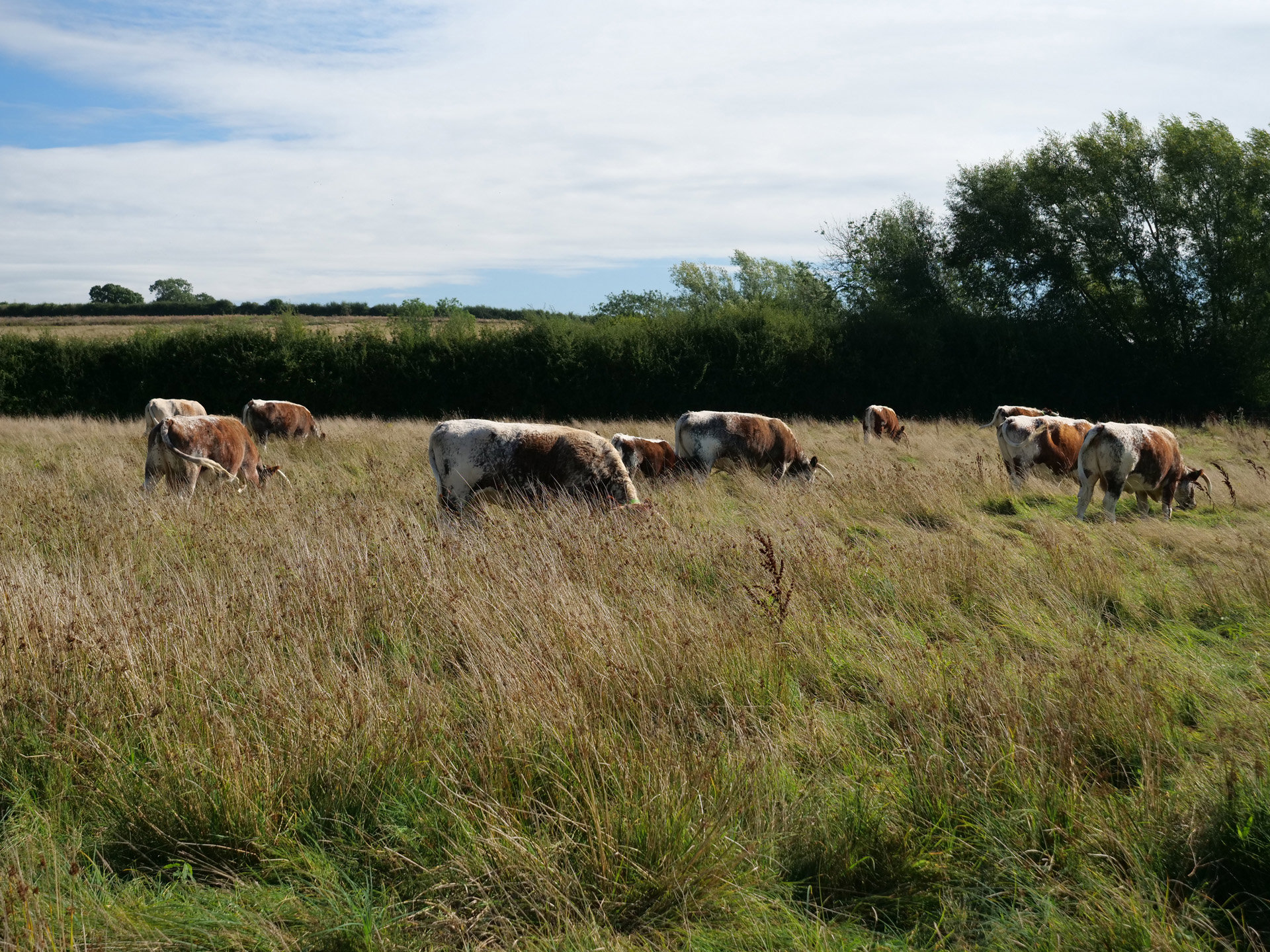 Longhorn cattle in long grass of rewilding land at Cotswolds wedding venue elmore court