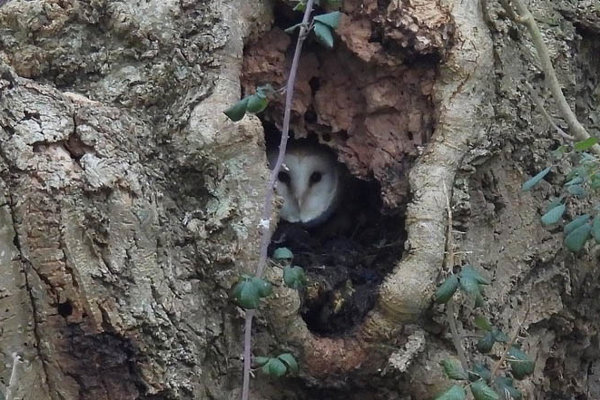 Barn Owl 1