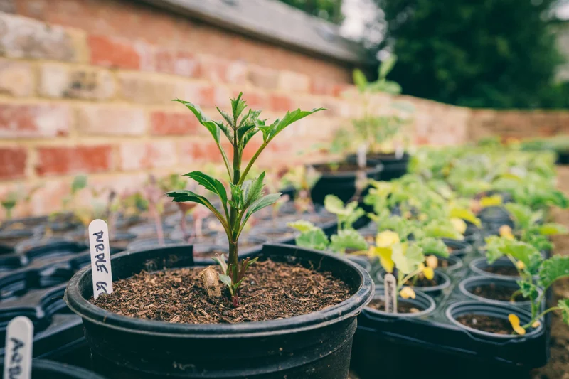organic vegetables and herbs for weddings at elmore court