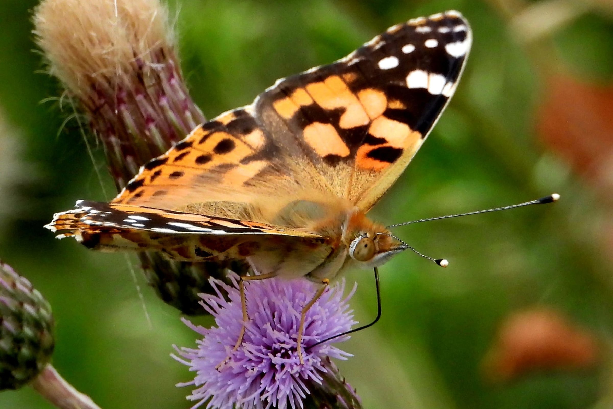 Painted lady butterfly