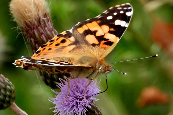 Painted lady butterfly