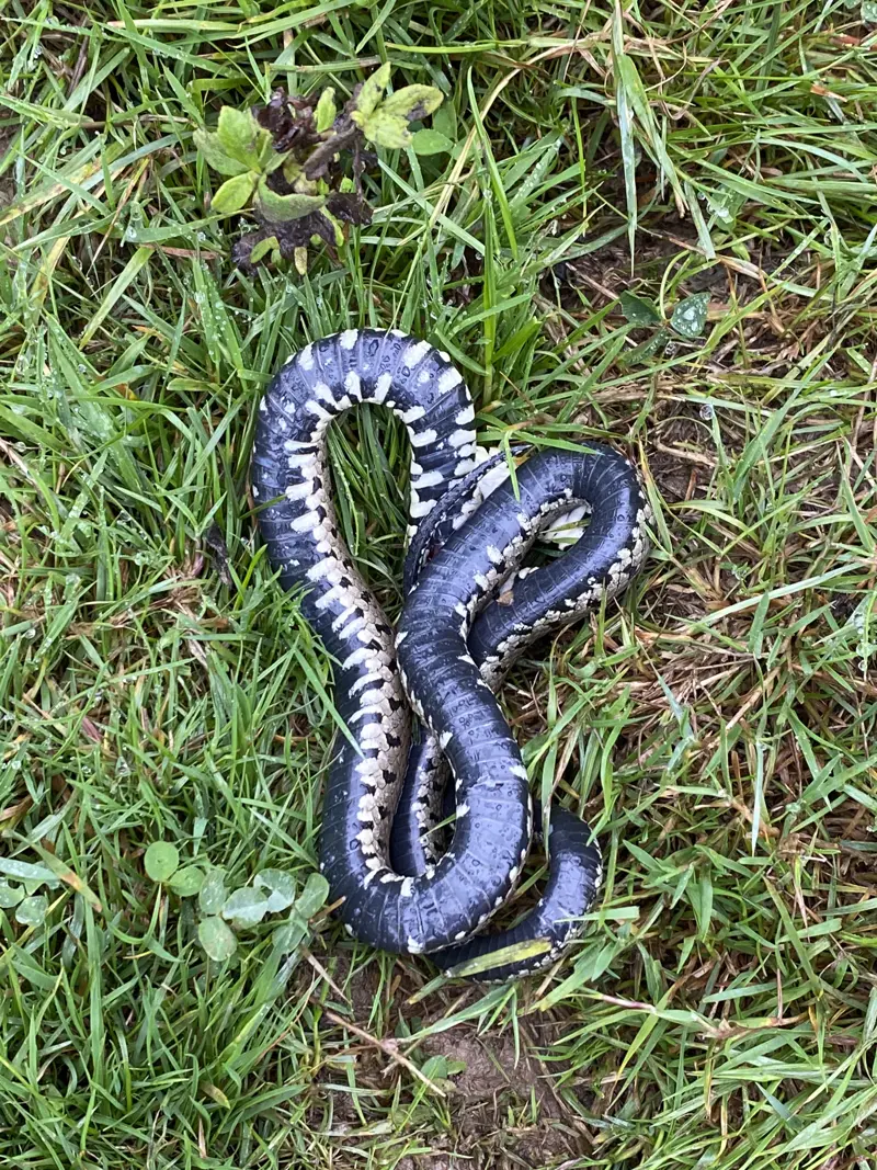 Wild snake on knepp wildland after successful rewilding project