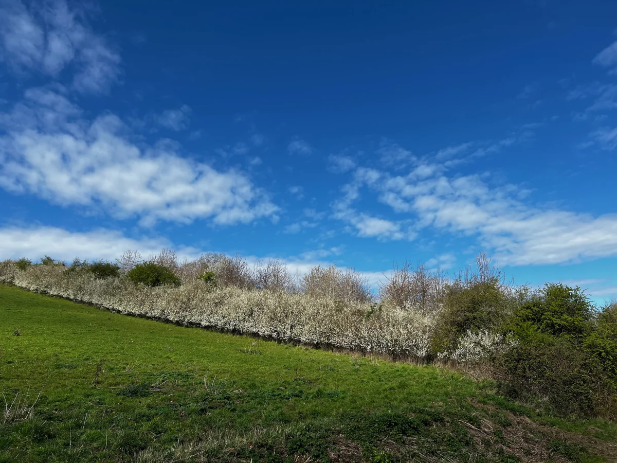 Hedges in blossom and leaf at Elmore estate rewilding land