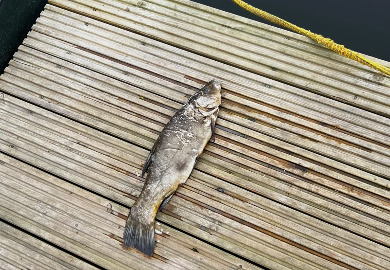 whodunit fish at Elmore Estate