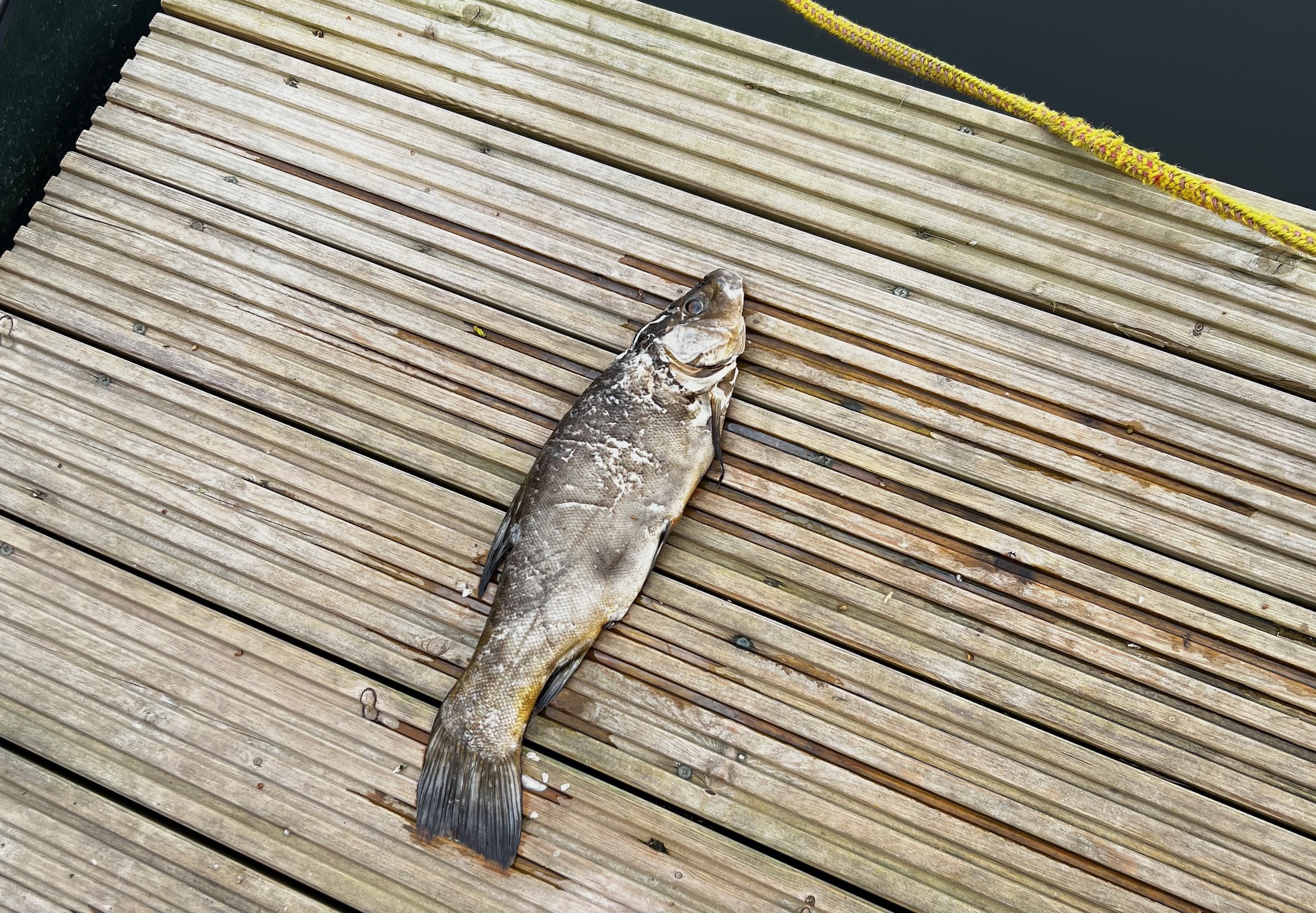whodunit fish at Elmore Estate