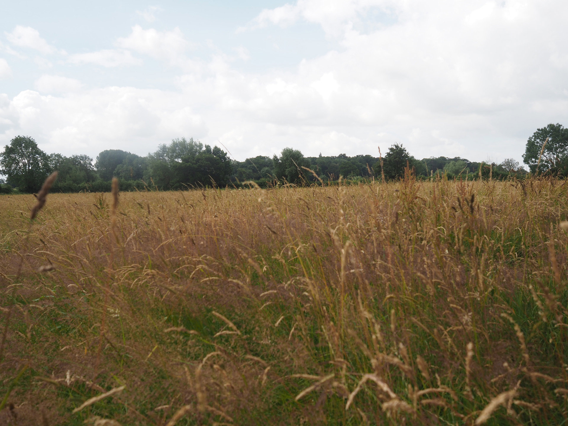 Rewilding Wedding Venue