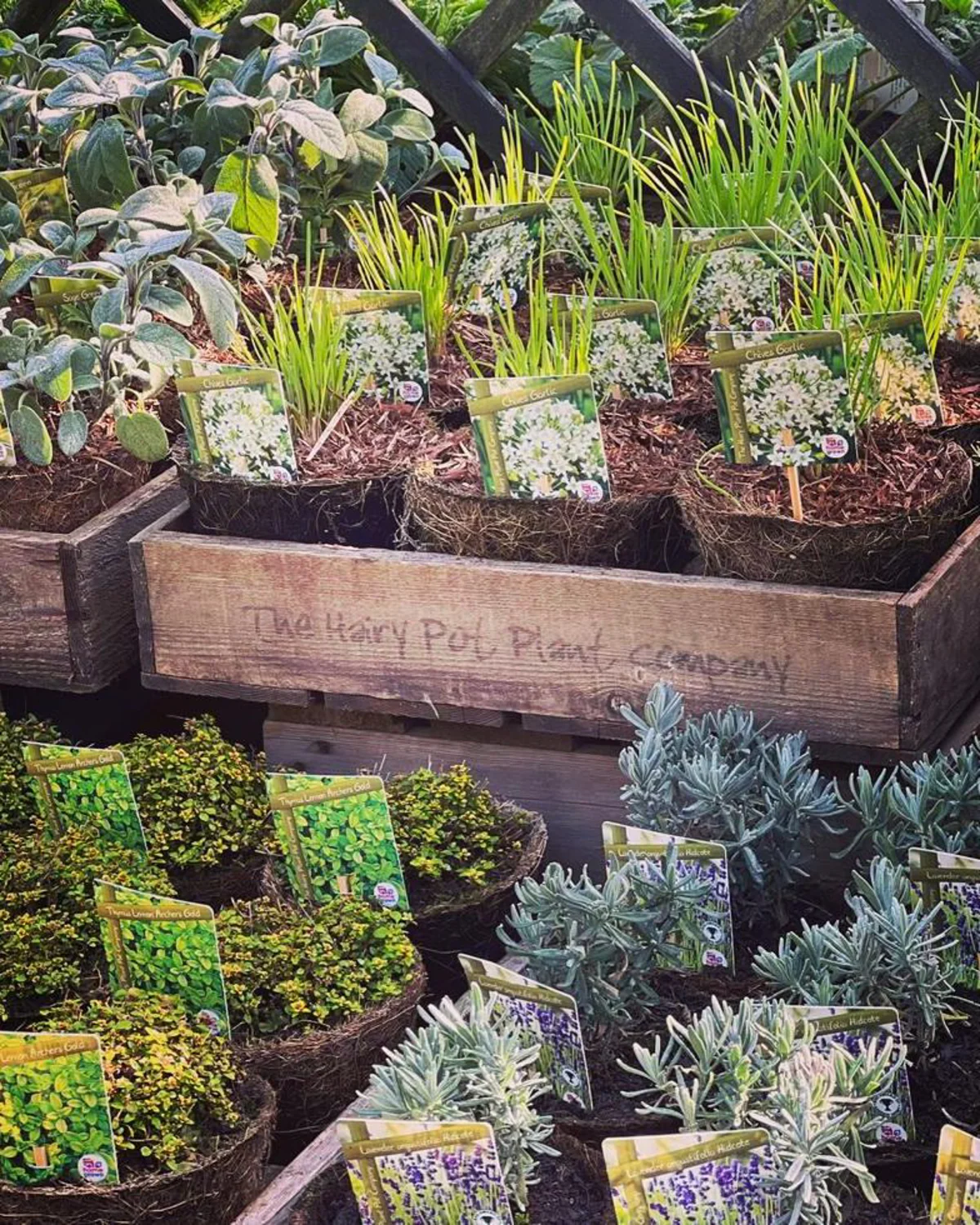 Potted plants for hire as sustainable alternative to wedding flowers