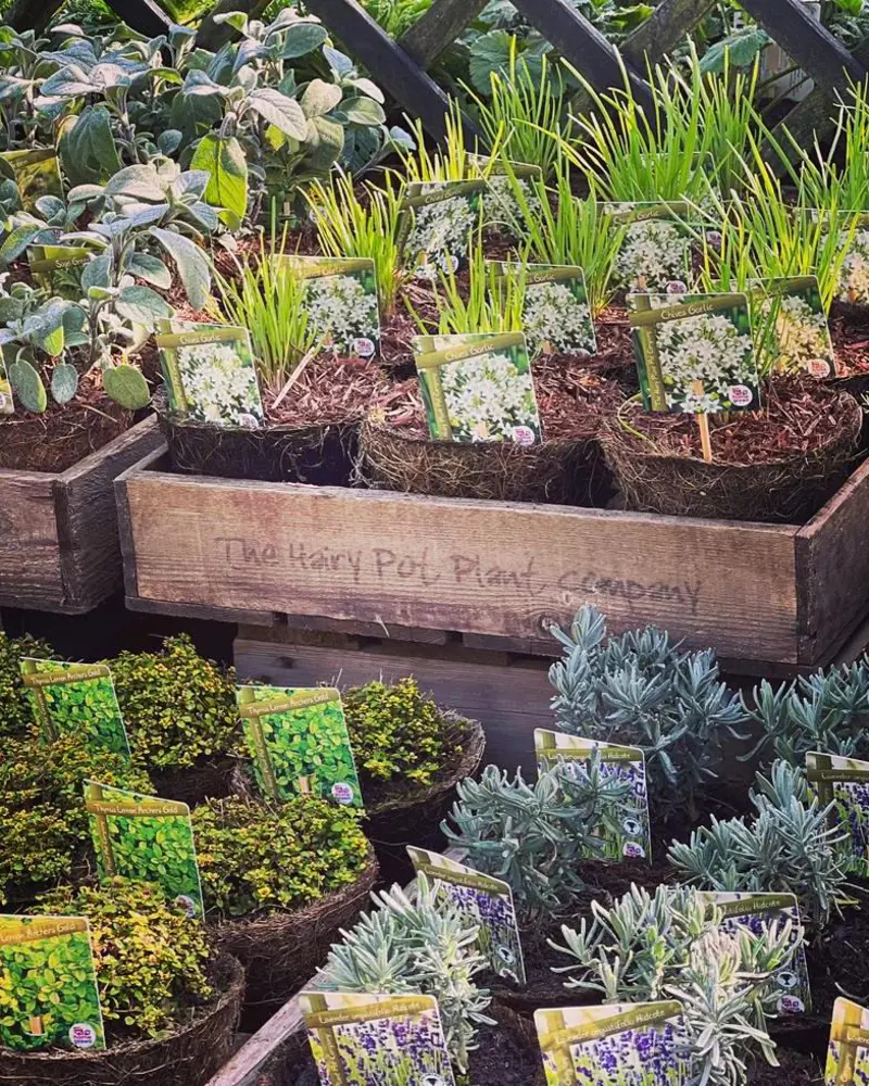 Potted plants for hire as sustainable alternative to wedding flowers
