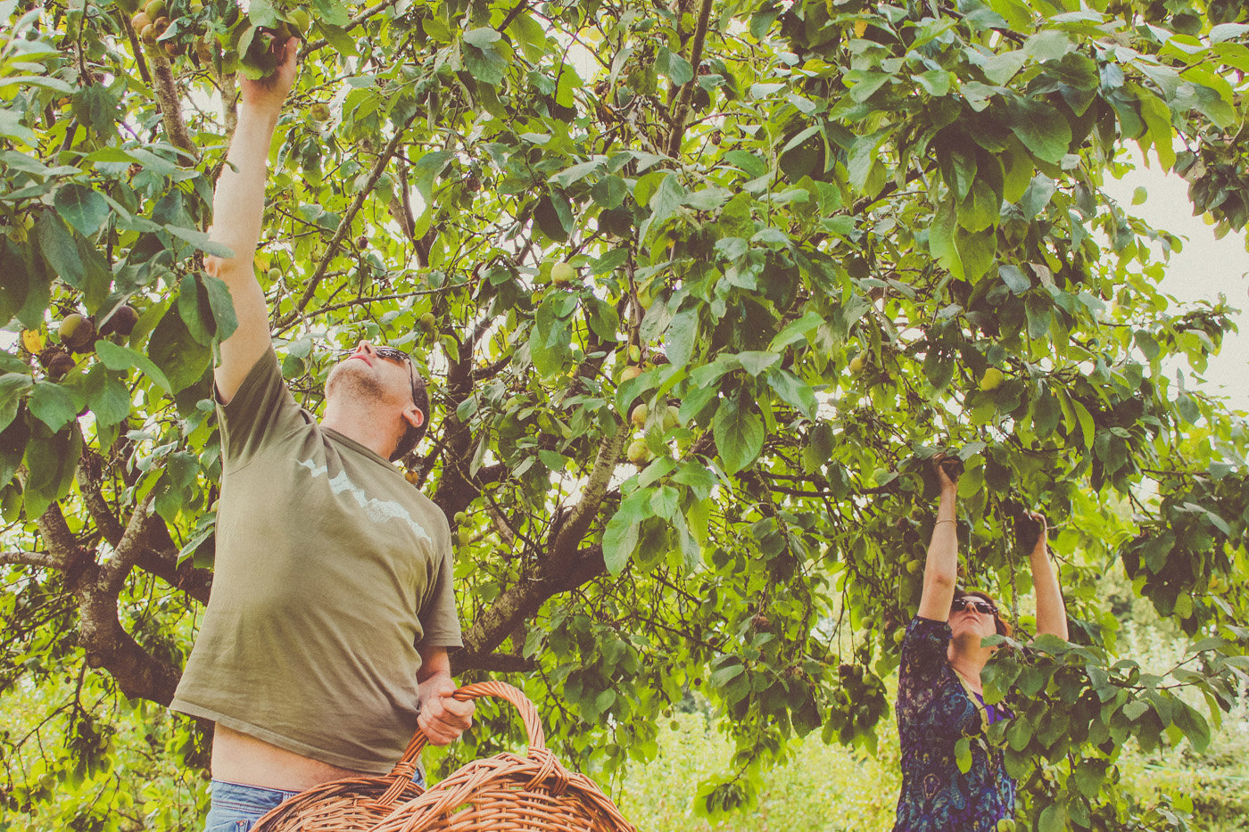 Harvesting Elmore Court