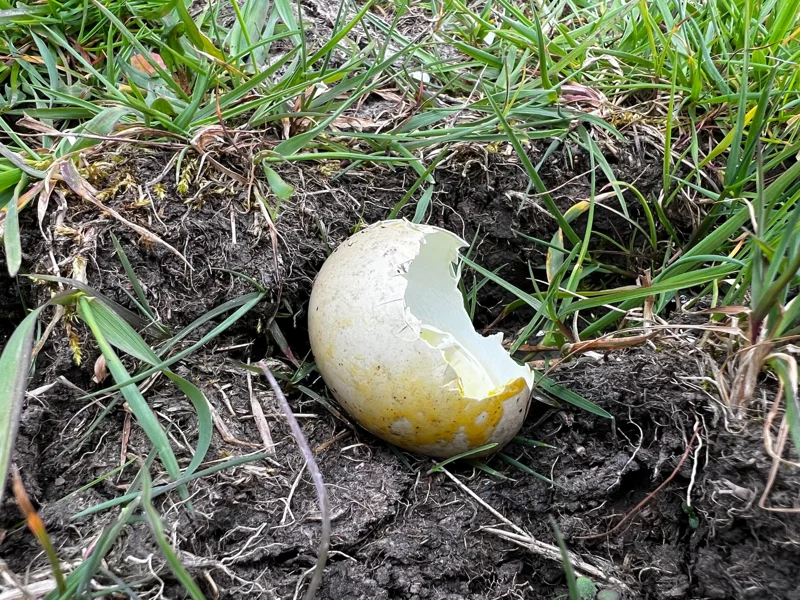 cracked eggs at Elmore Estate rewilding land