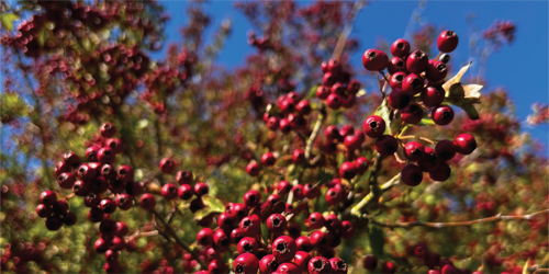 Berries