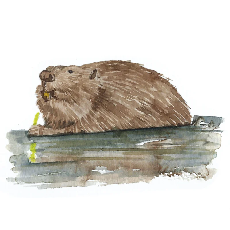 Beaver RGB