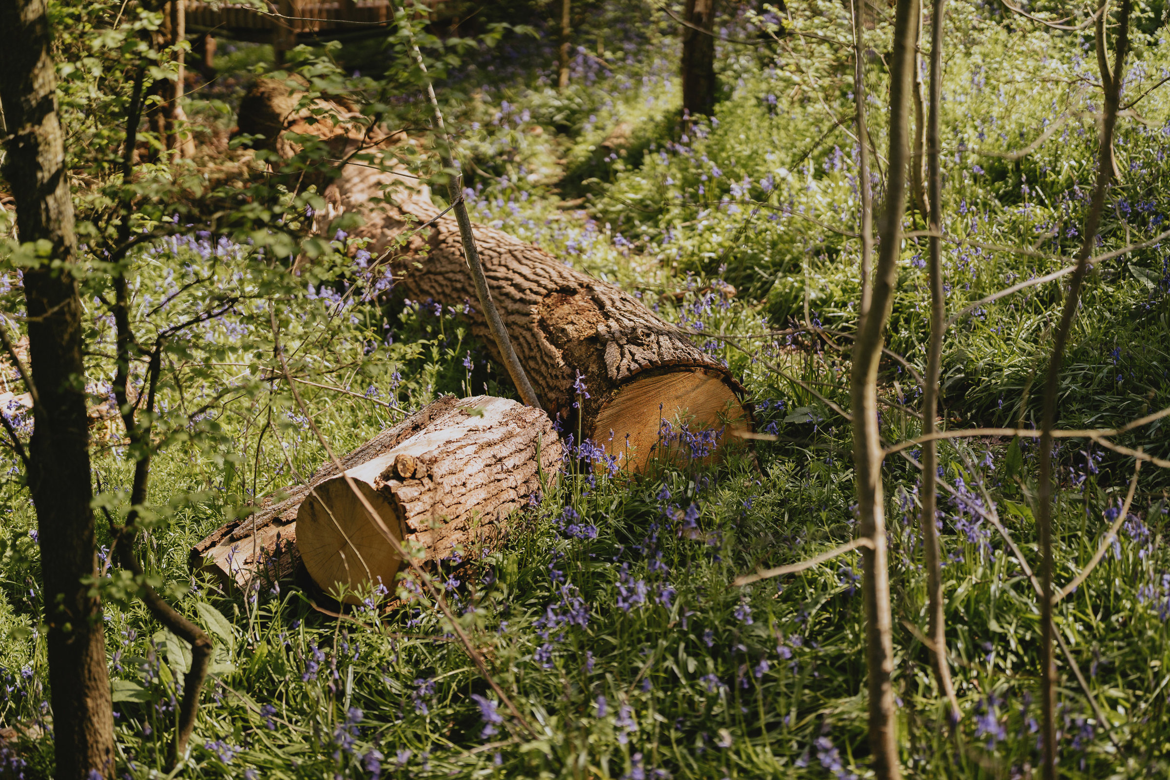 Elmore Woodland2