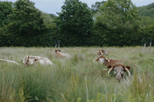 Londhorn cattle at Elmore estate.jpg