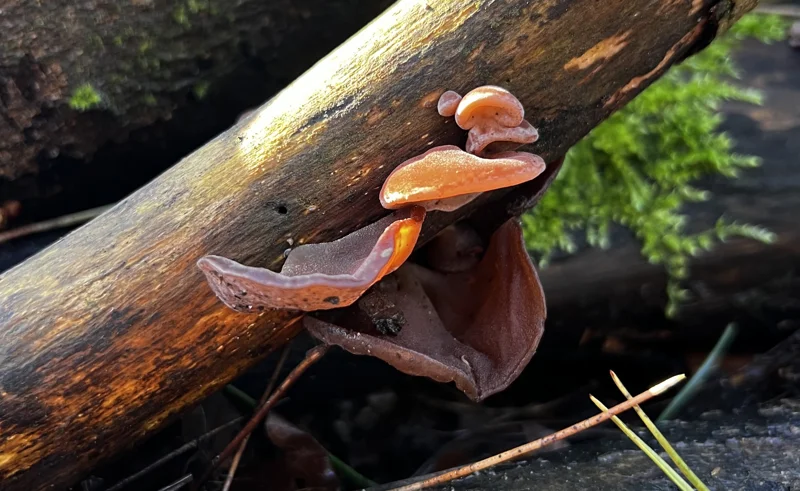 Jelly Ear Mushroom At Elmore Estate Copy