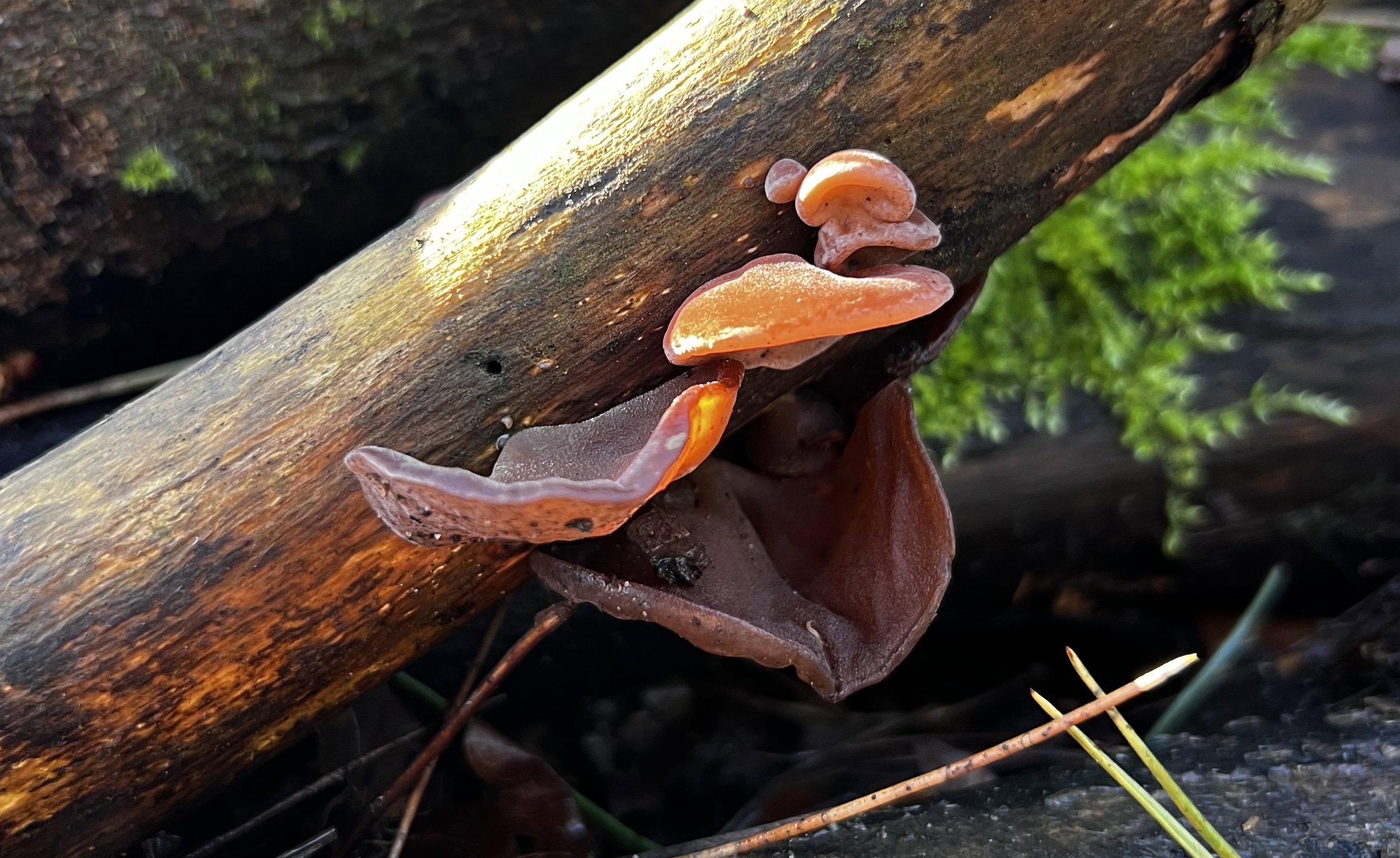Jelly Ear Mushroom At Elmore Estate Copy