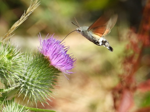 Humming Hawk moth on Elmore Estate Rewilding land.jpeg