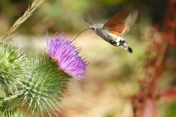 Humming Hawk moth on Elmore Estate Rewilding land.jpeg
