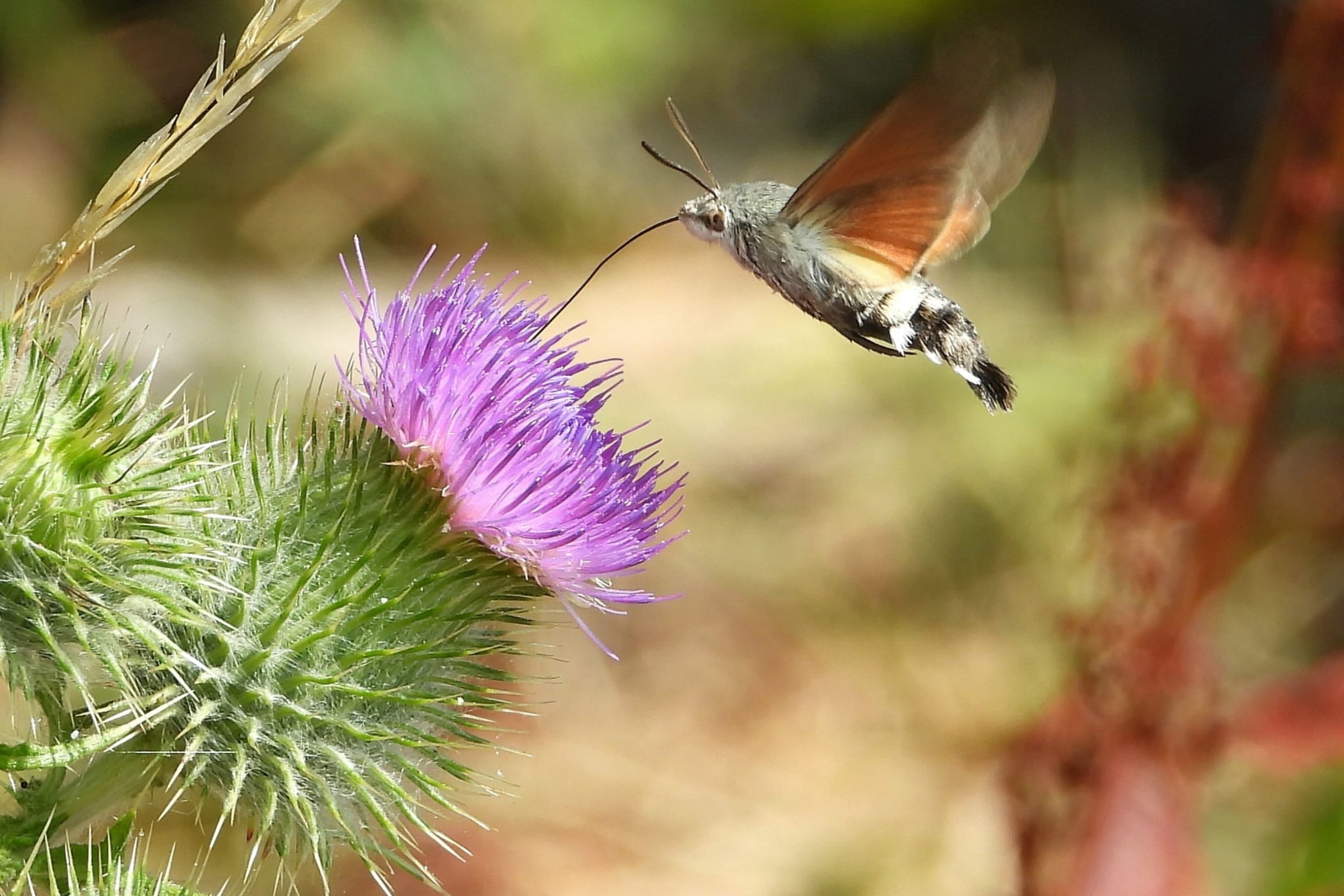 Humming Hawk moth on Elmore Estate Rewilding land.jpeg