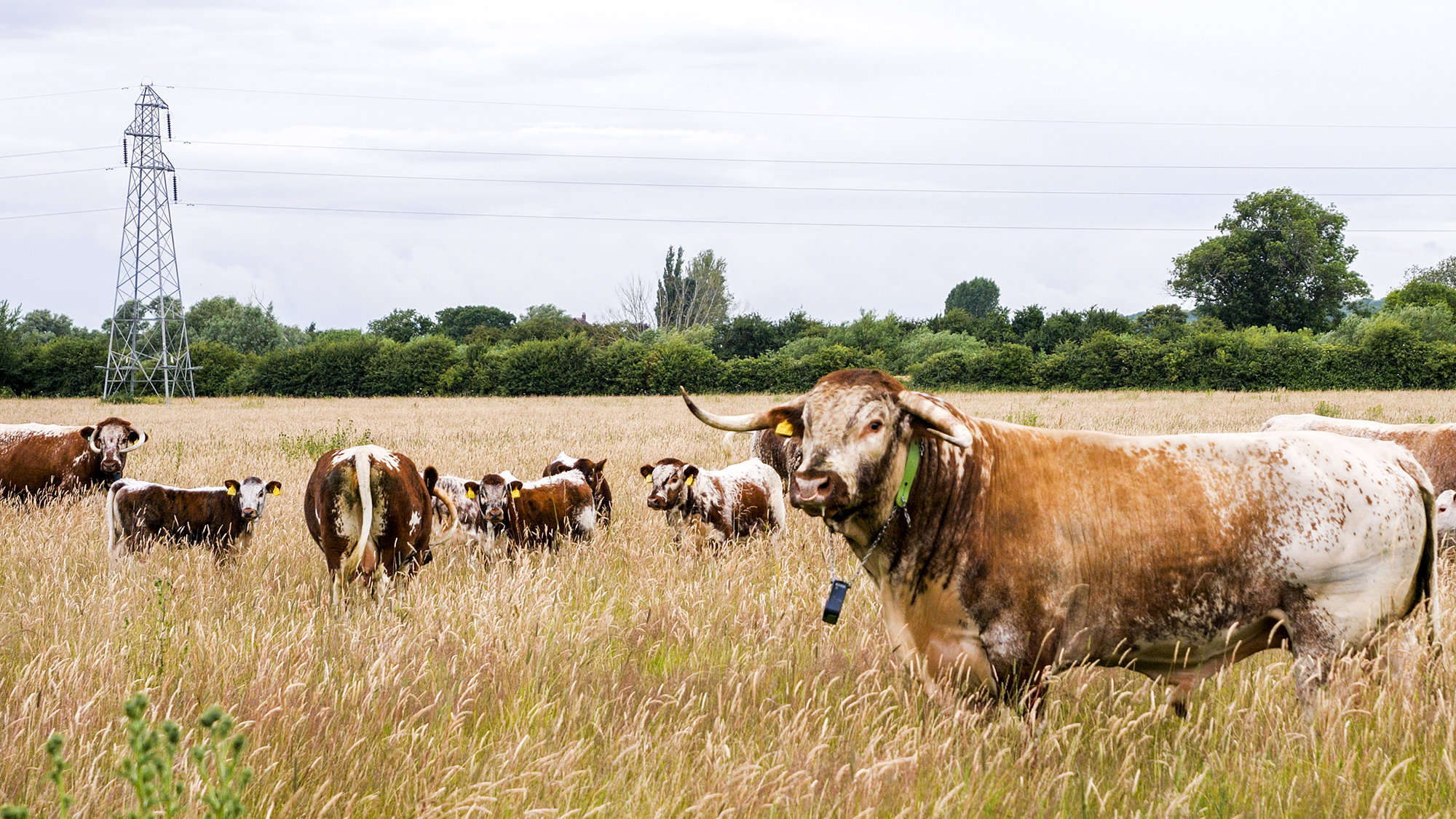 A herd of English Longhorn cattle grazing in a beautiful field with a bull in the foreground looking towards the camera