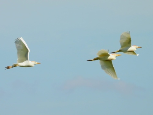 Three cattle egret on Elmore Estate Rewilding land.jpeg
