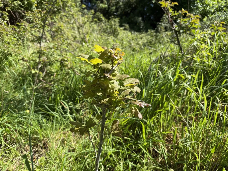 Self-seeded oak tree at Elmore Estate rewilding land
