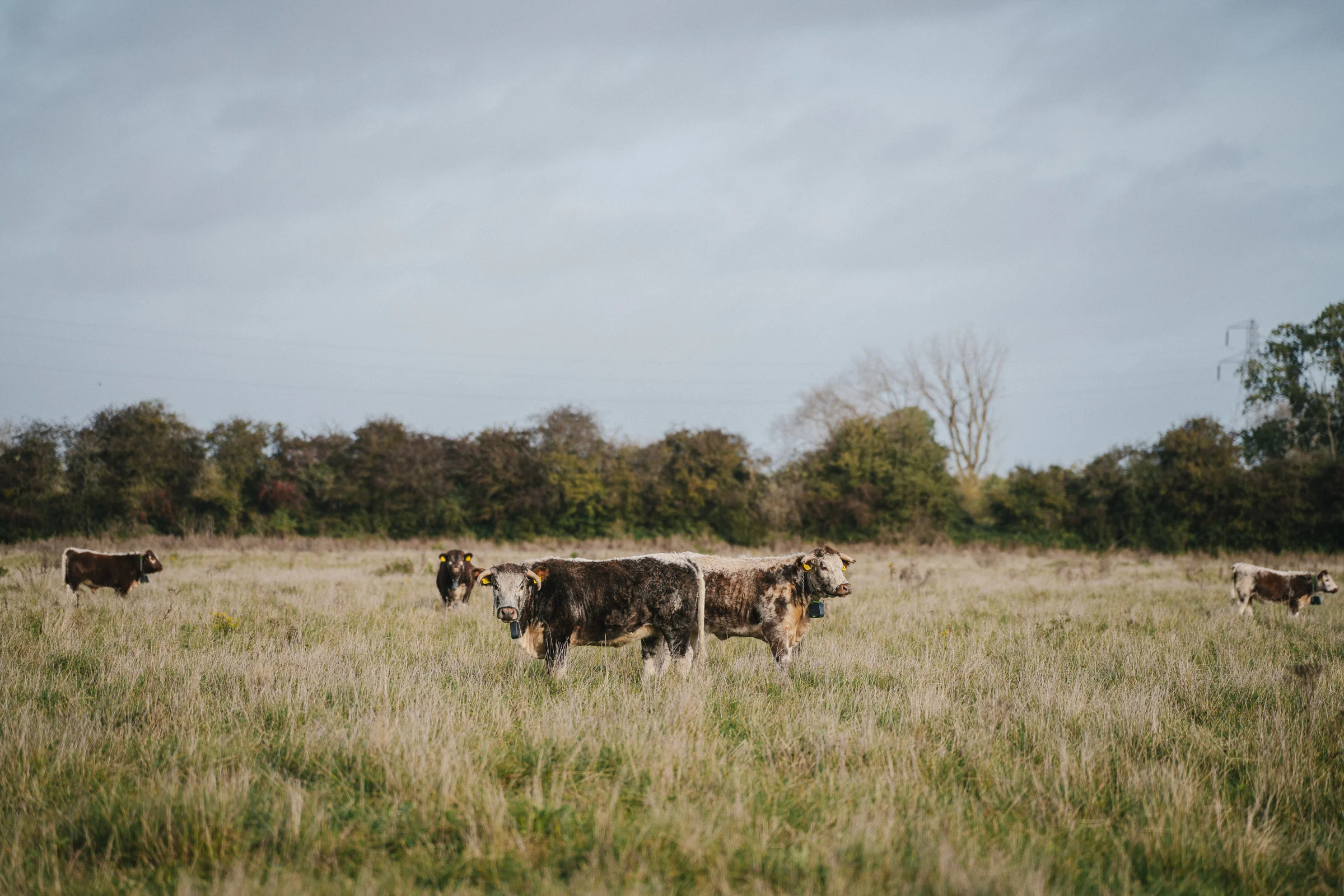 Elmore Wild Cattle1Brett Charles
