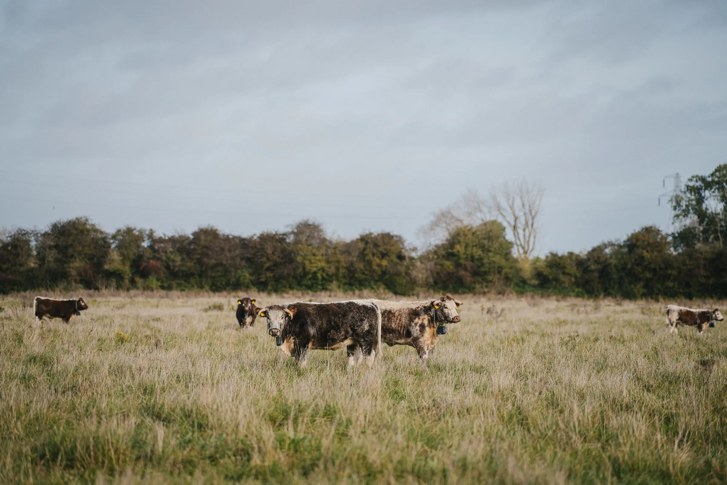 Elmore Wild Cattle1Brett Charles