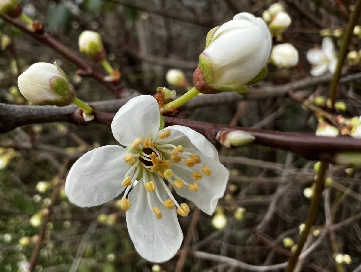 Blossoms In February At Elmore Estate Copy