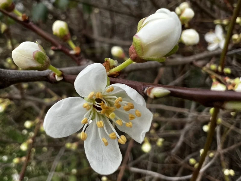 Blossoms In February At Elmore Estate Copy