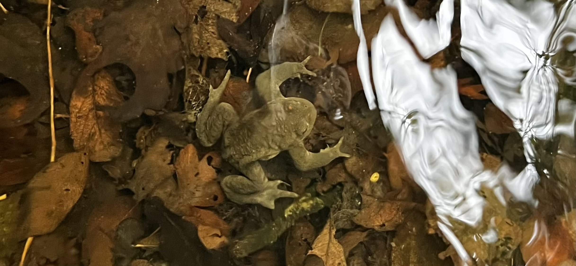 Frog At Elmore Estate Copy
